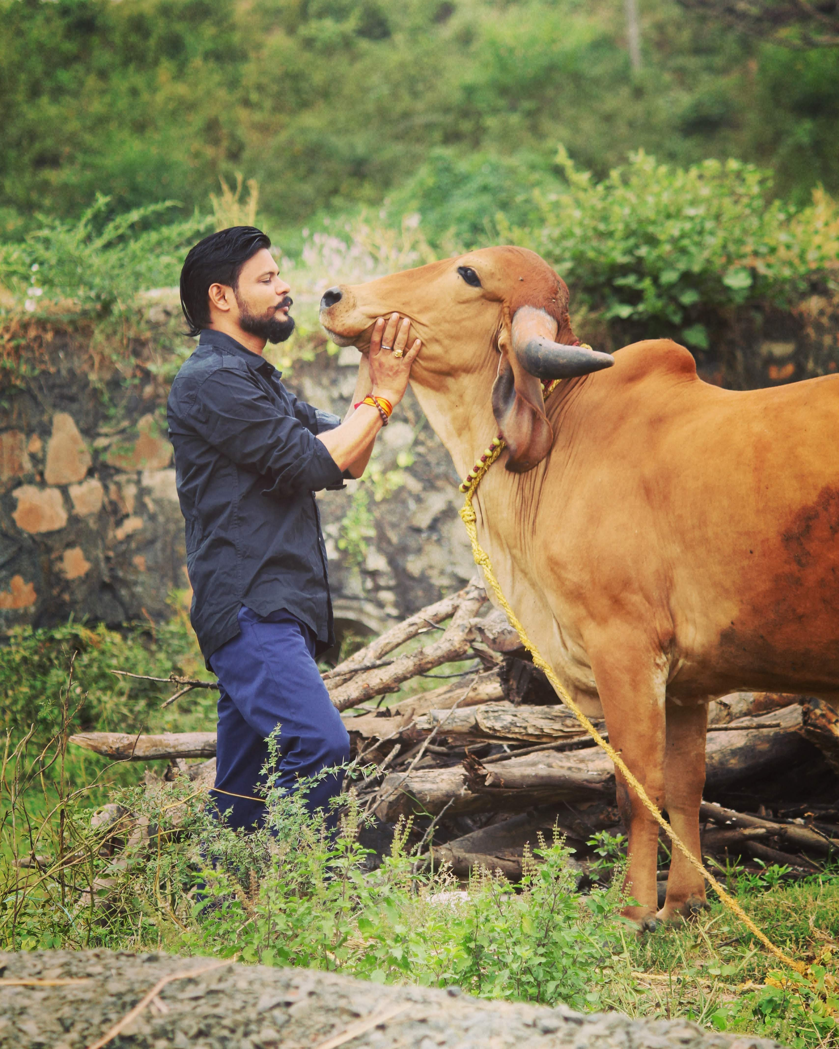 Gau Seva Image 1