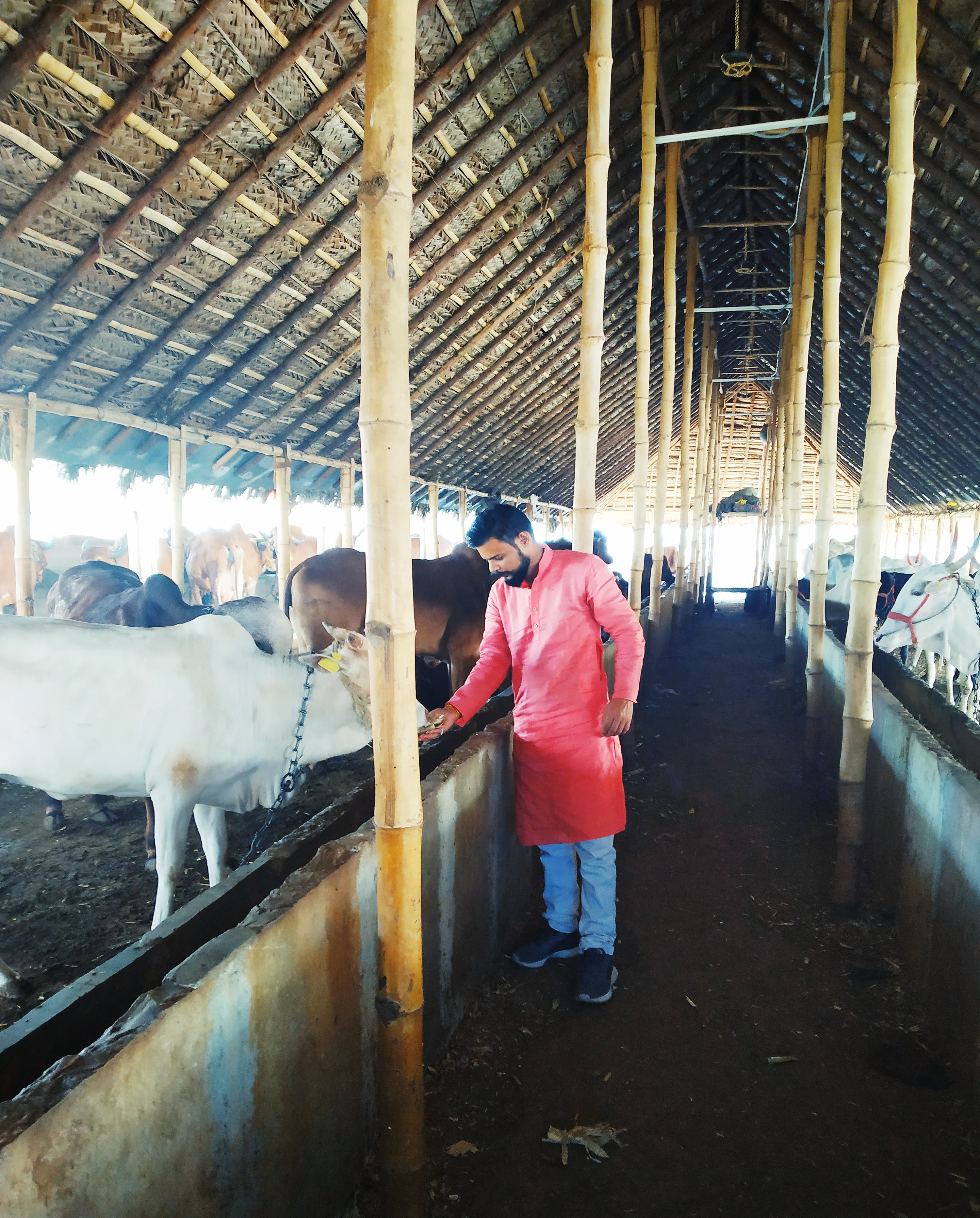 Gau Seva Image 2